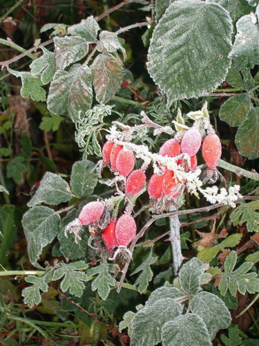 Frosted berries 20-11-2005.jpg