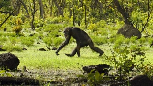 Chimpanzee_knuckle_walking.jpg