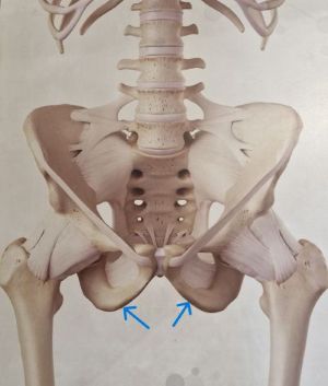Sitting Bones