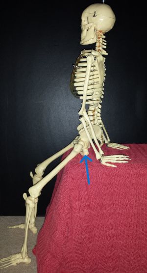 Sitting Bones